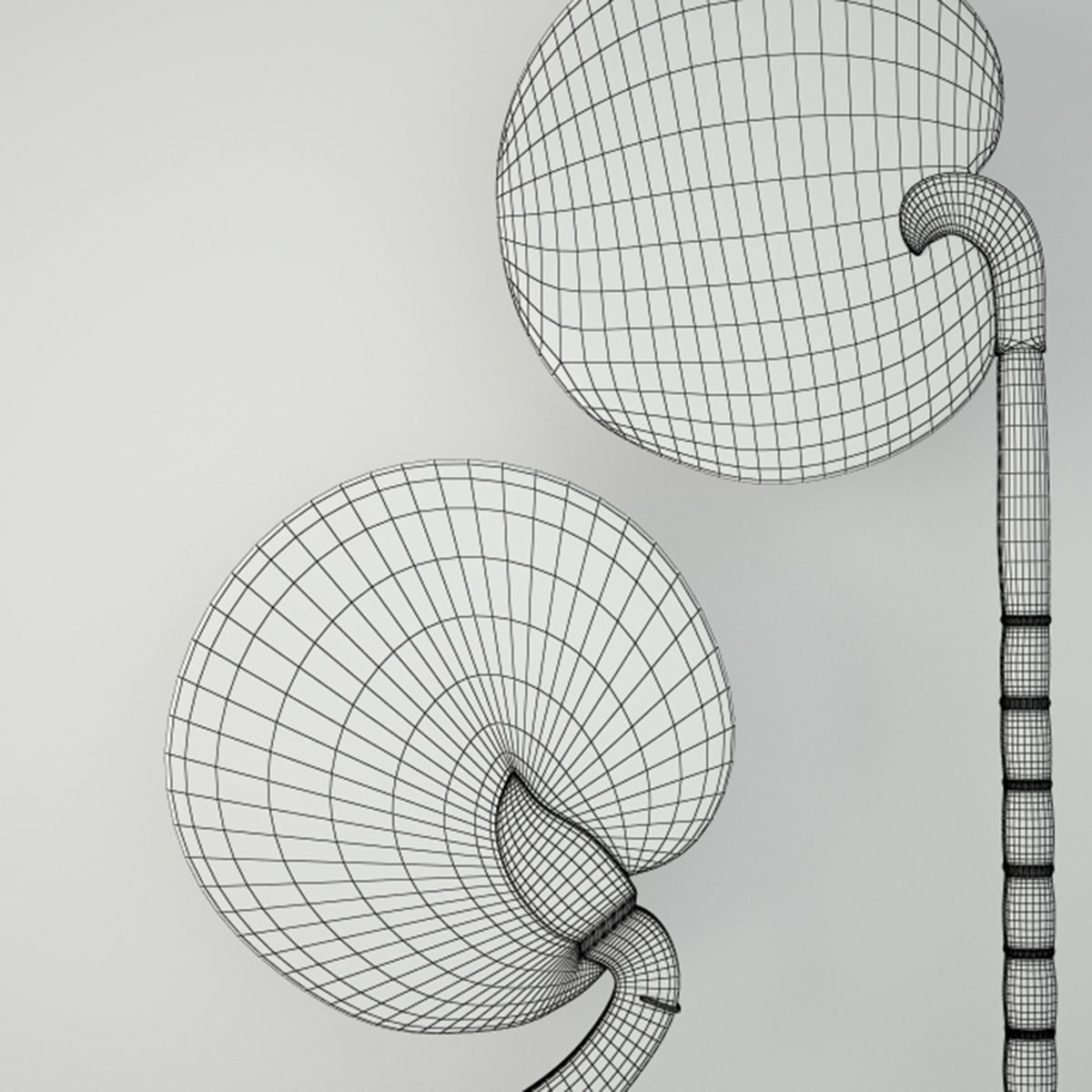 Burmese Fans 3D model_4