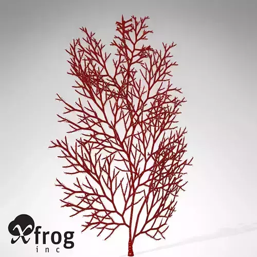XfrogPlants Red Sea Fan