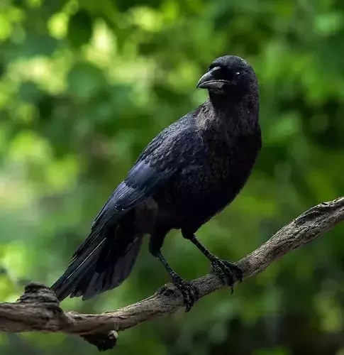 Crow realistic 