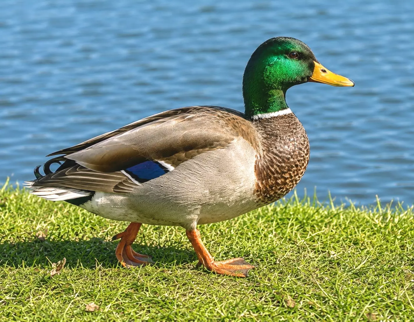 Duck realistic Low-poly 3D model