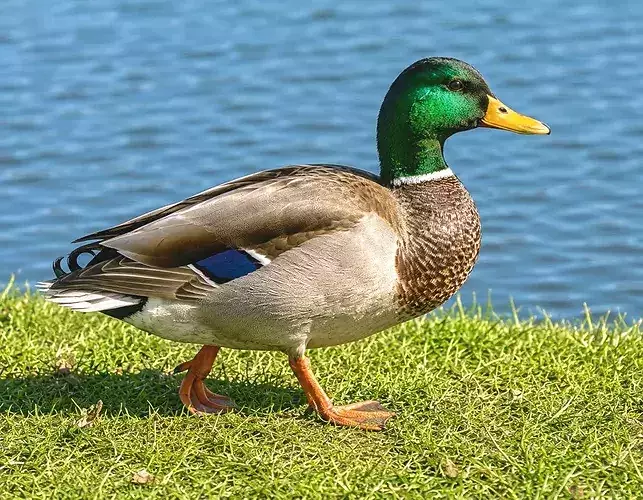 Duck  realistic 