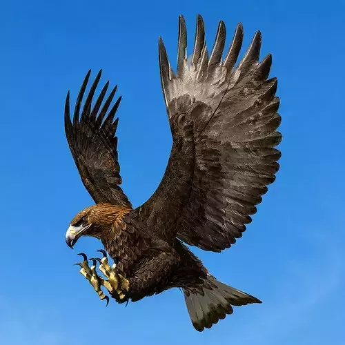 Eagle rigged animated 