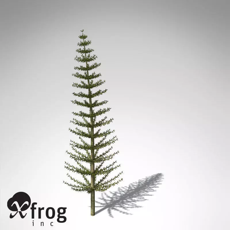 XfrogPlants Calamites 3D model_0