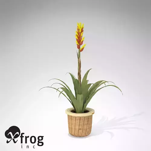 XfrogPlants Gemma Guzmania