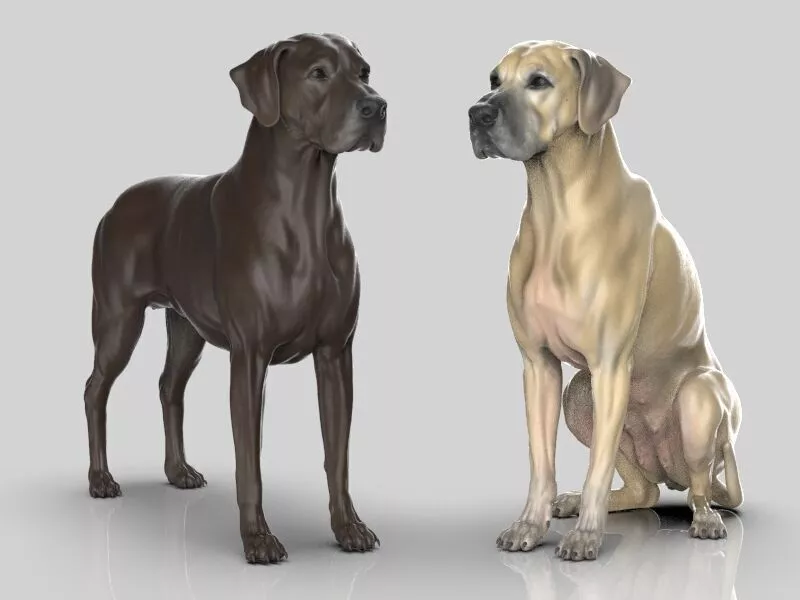 Great Dane Realistic 3D print model