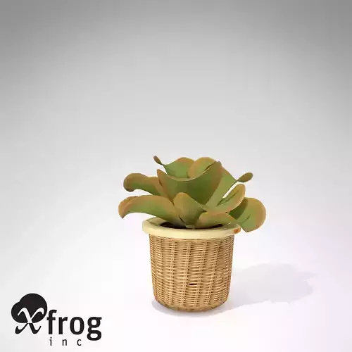 XfrogPlants Kalanchoe