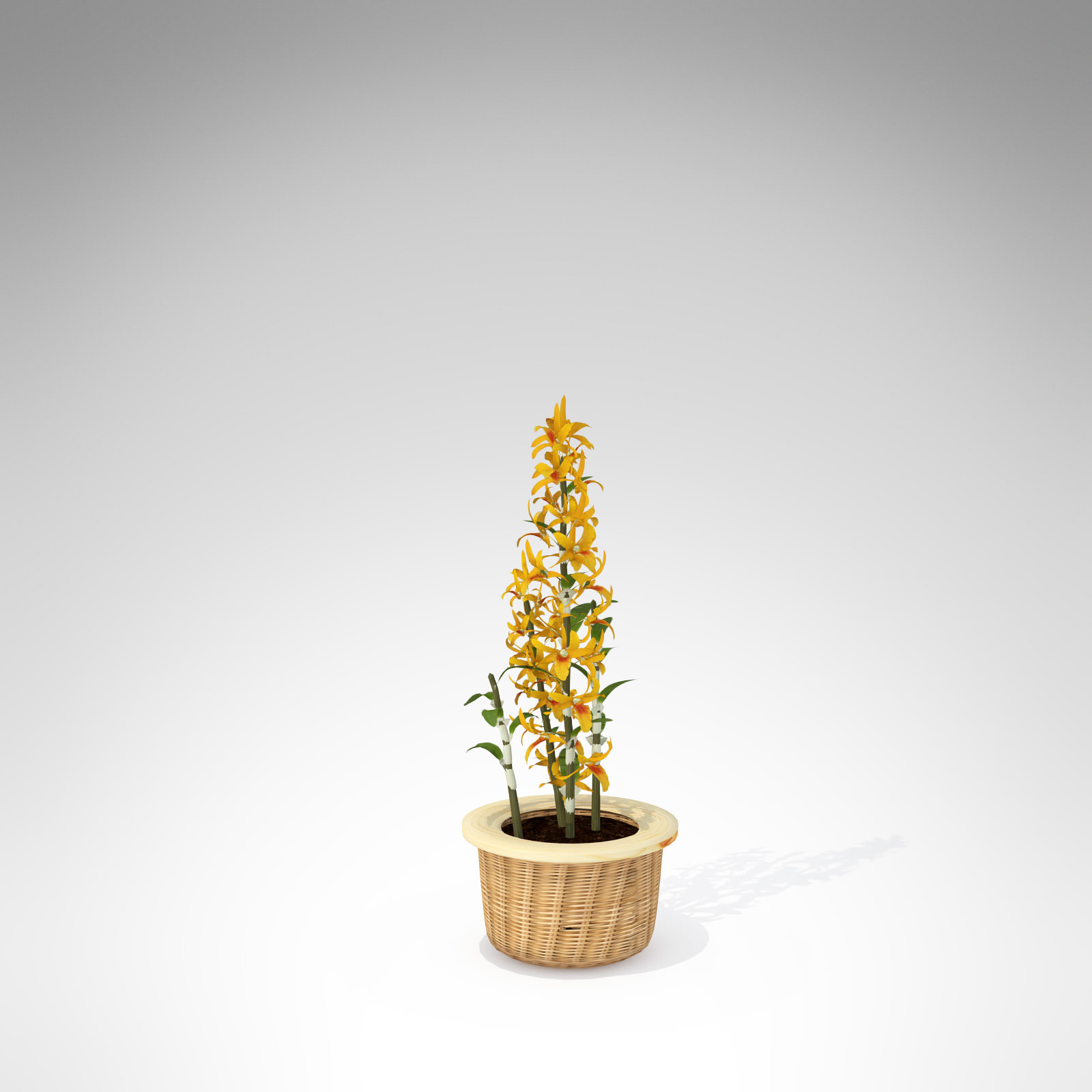 XfrogPlants Dendrobium Nobile 3D model_2