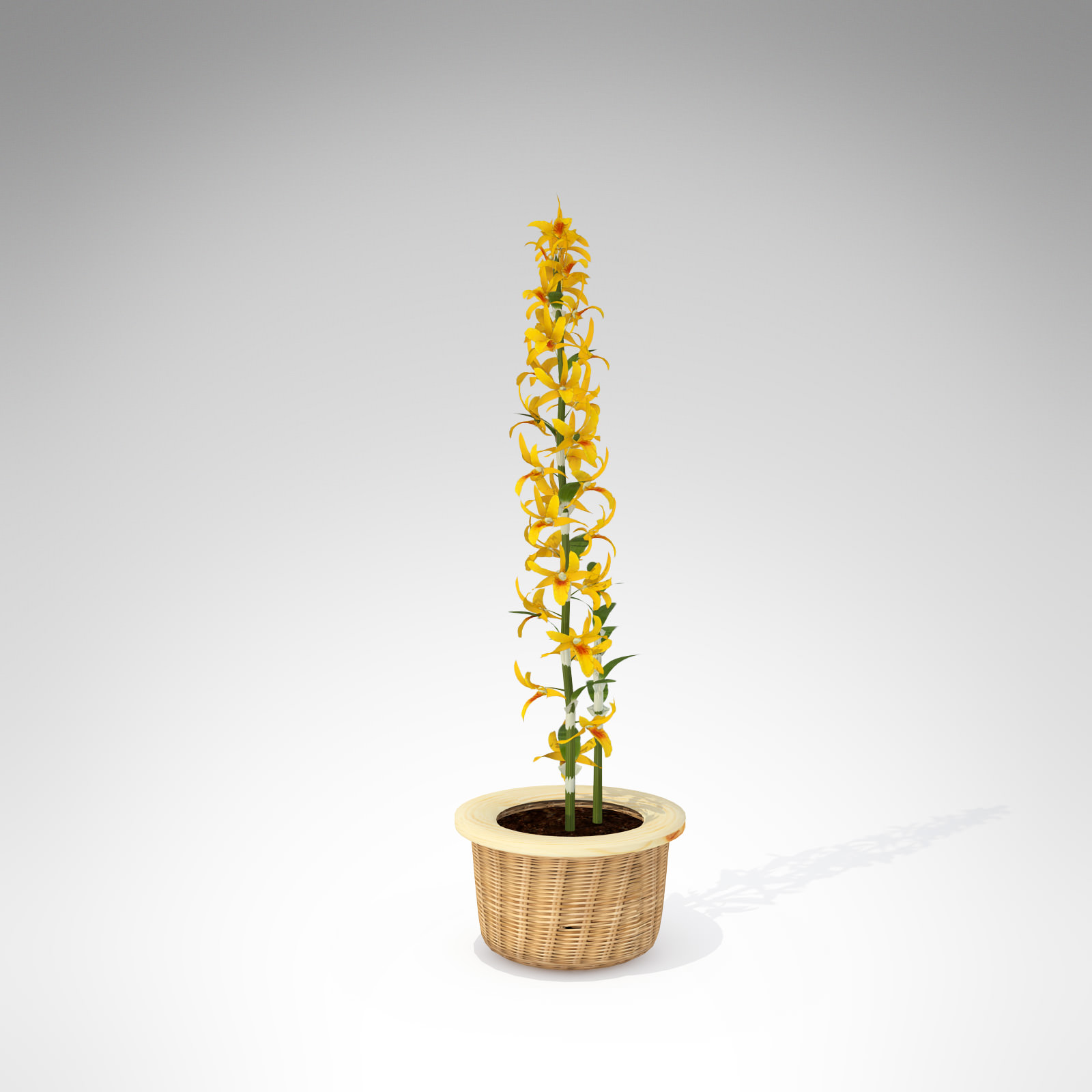 XfrogPlants Dendrobium Nobile 3D model_1