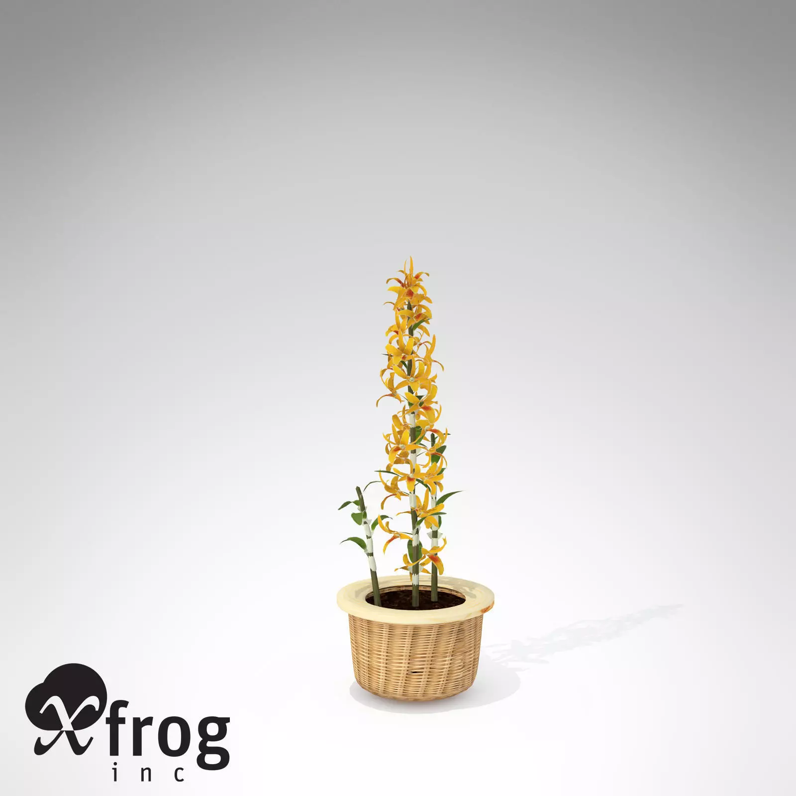XfrogPlants Dendrobium Nobile 3D model_0