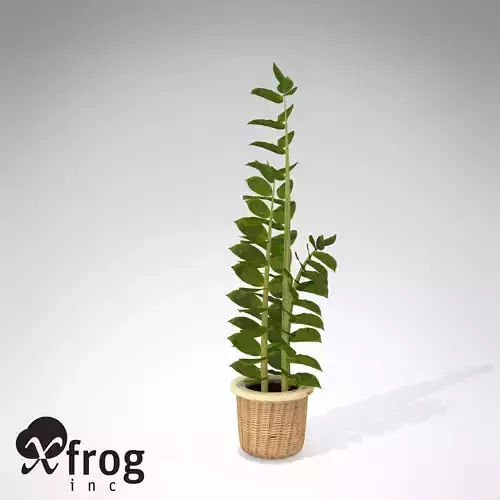 XfrogPlants Aroid Palm 3D model