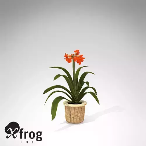 XfrogPlants Kaffir Lily