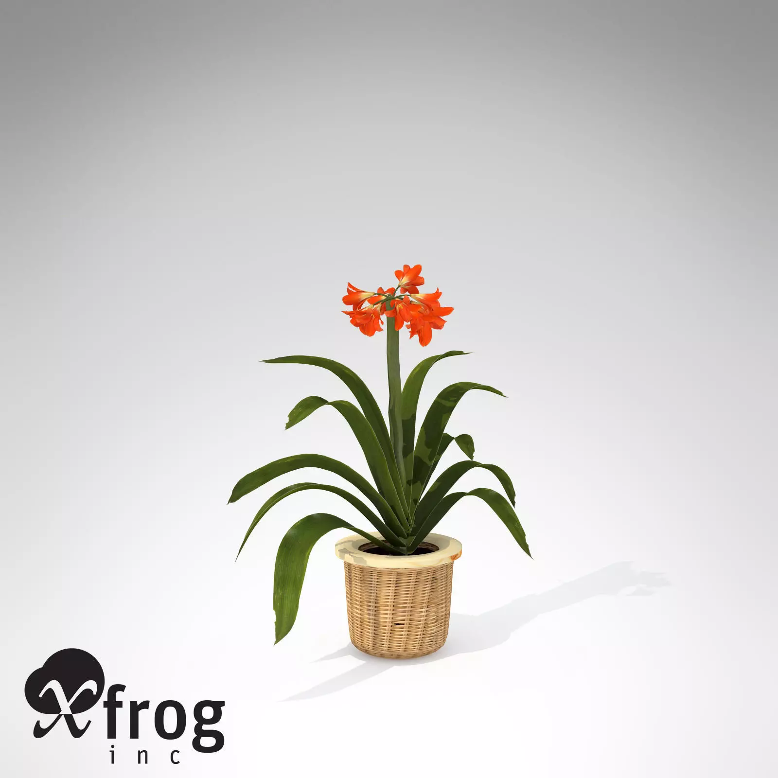 XfrogPlants Kaffir Lily 3D model