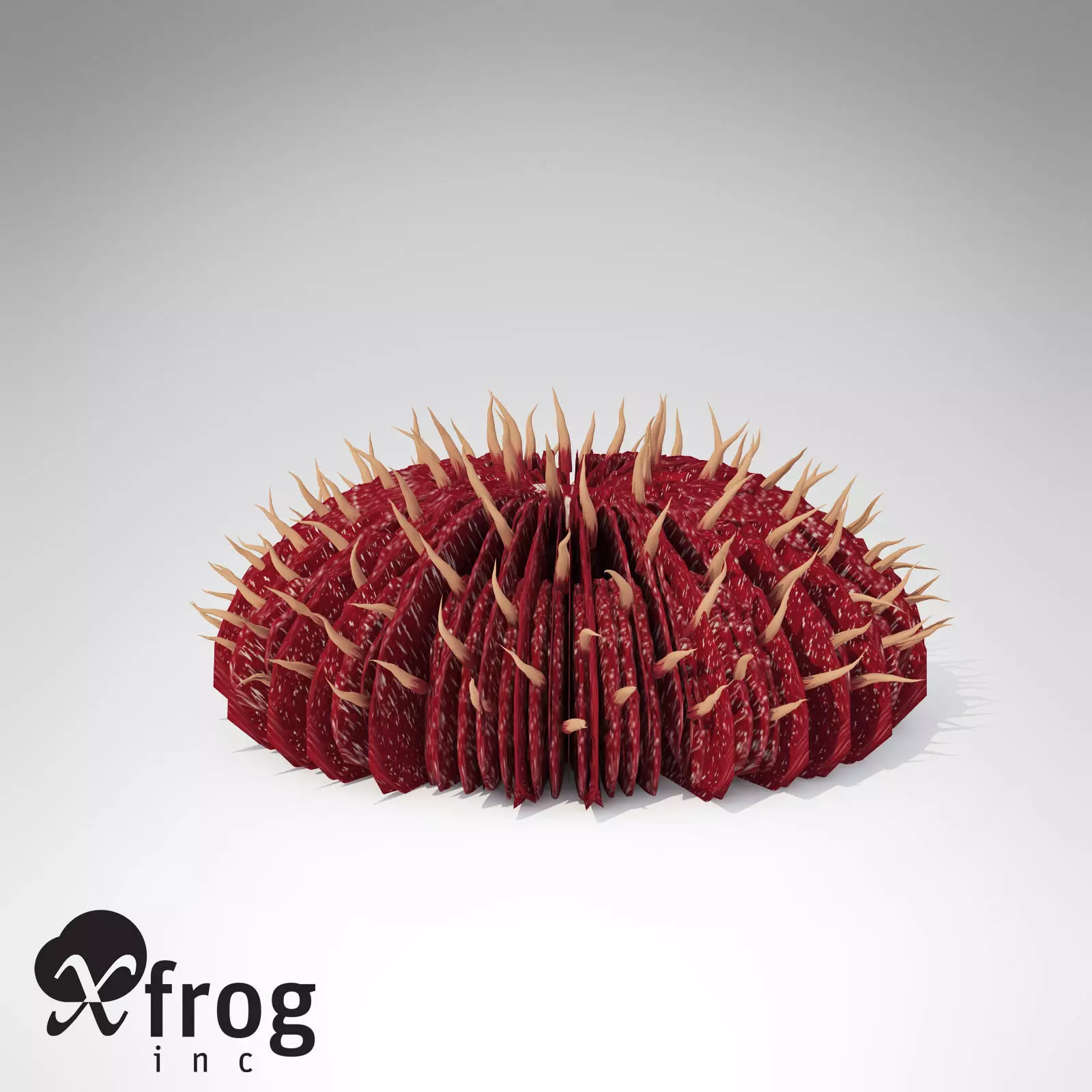 XfrogPlants Curved Mushroom Coral 3D model