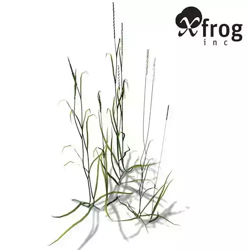 XfrogPlants Couch Grass 3D model XfrogPlants Couch Grass 3D model