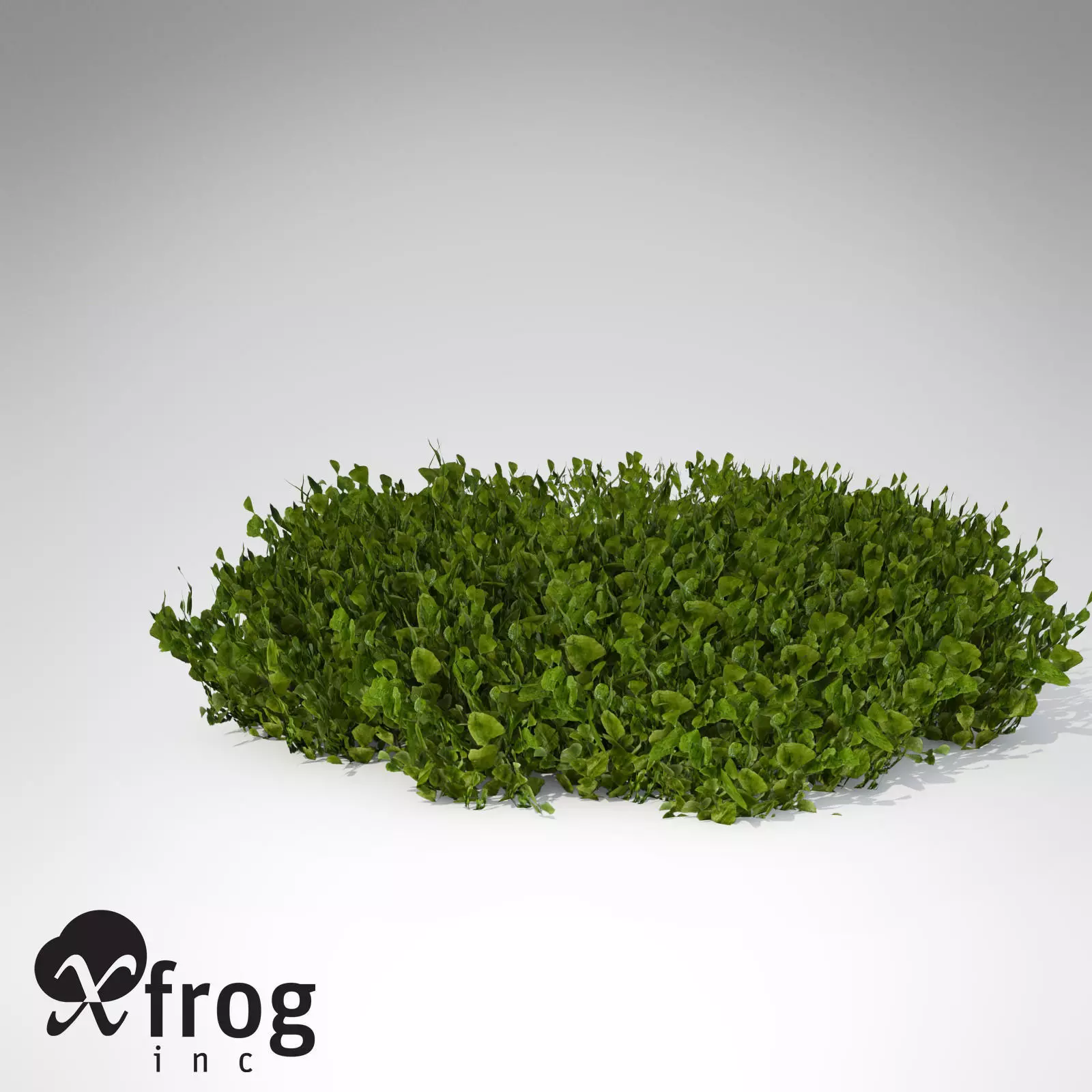 XfrogPlants Halimeda 3D model_0