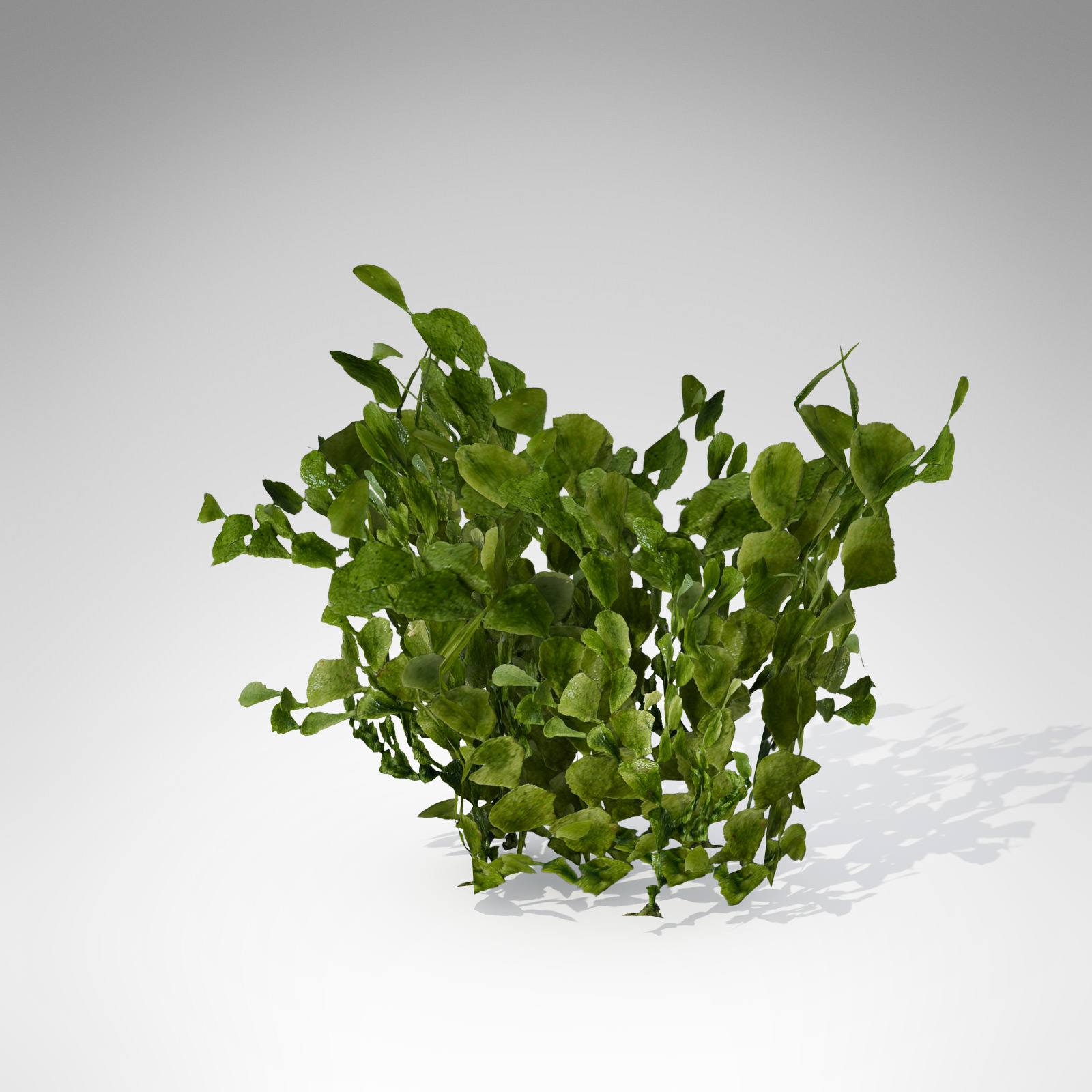 XfrogPlants Halimeda 3D model_2