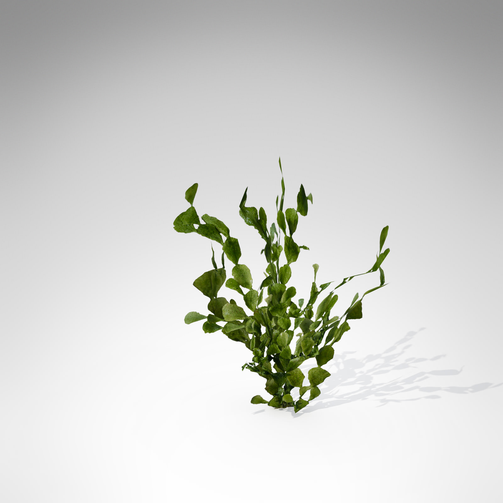XfrogPlants Halimeda 3D model_1