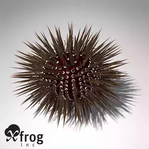XfrogPlants Mathaeus Seea Urchin