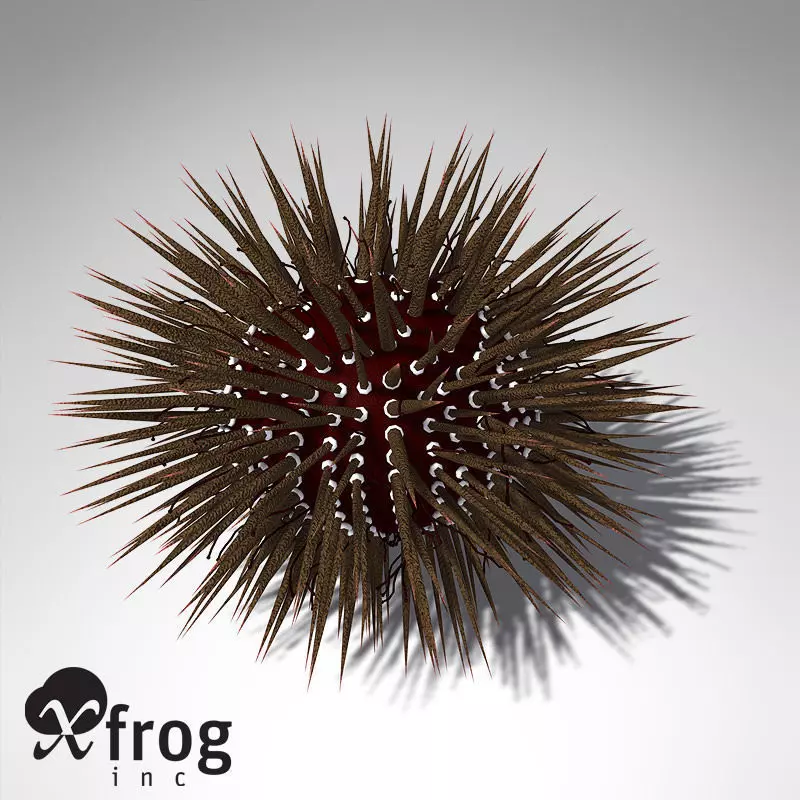 XfrogPlants Mathaeus Seea Urchin 3D model