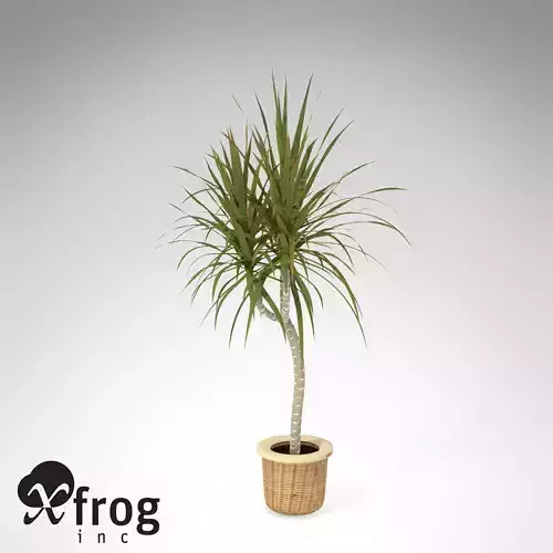 XfrogPlants Red-Edge Dracaena 3D model