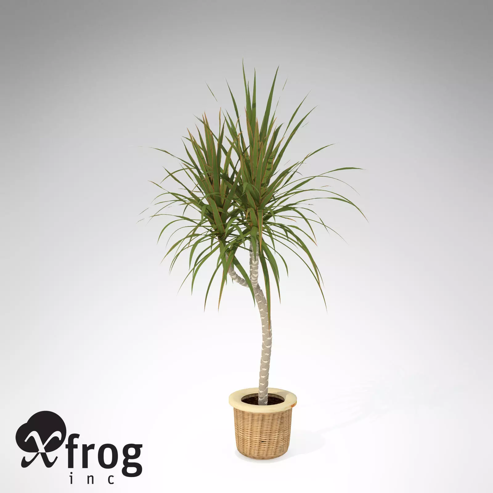 XfrogPlants Red-Edge Dracaena 3D model_0