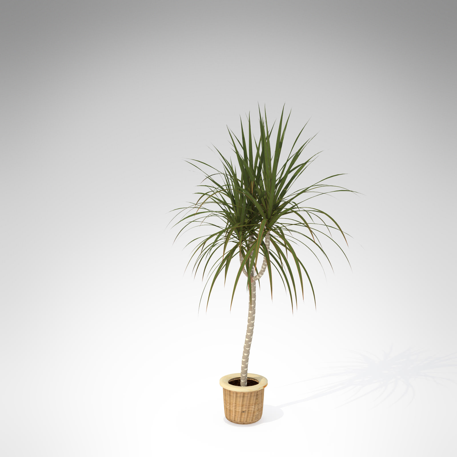 XfrogPlants Red-Edge Dracaena 3D model_2