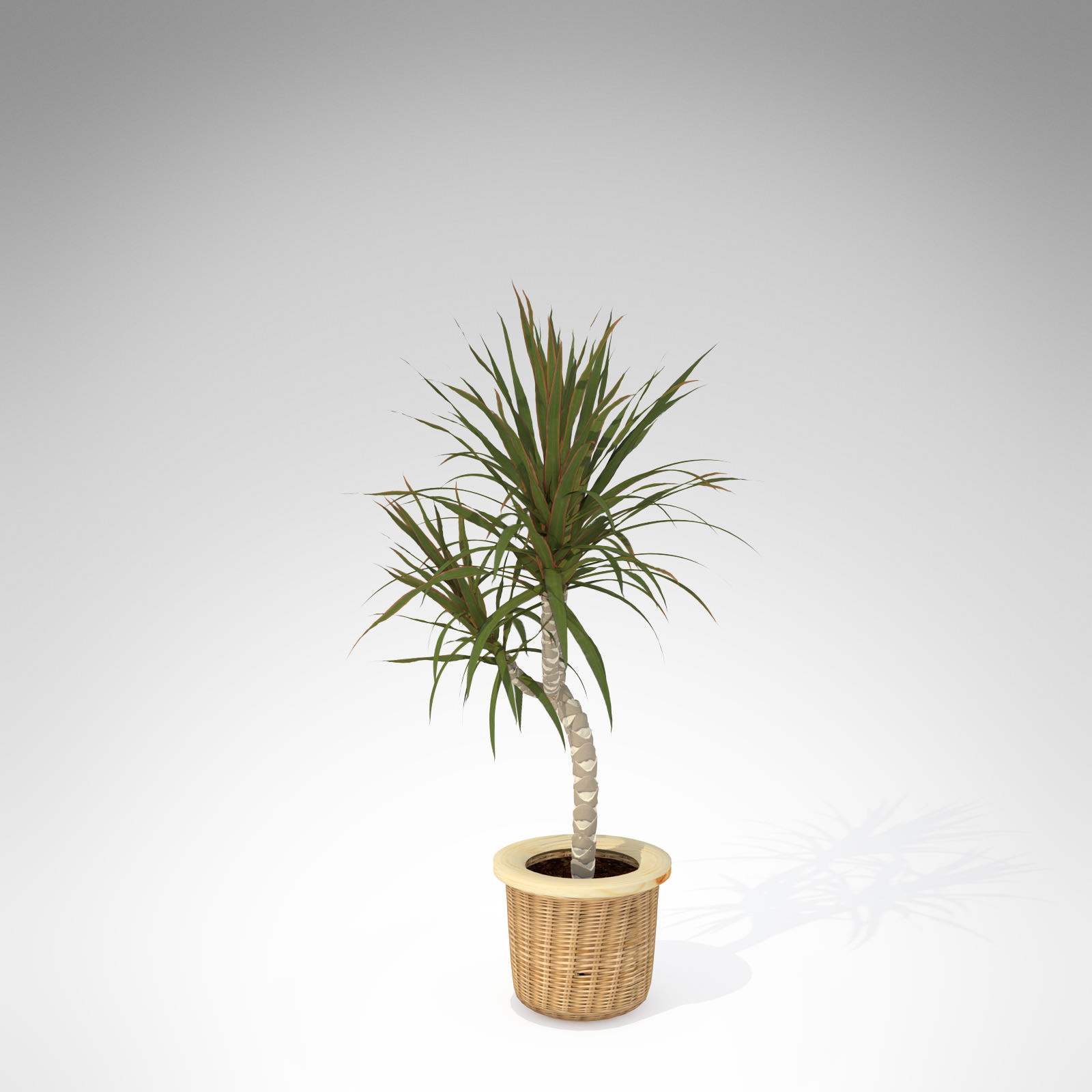 XfrogPlants Red-Edge Dracaena 3D model_1