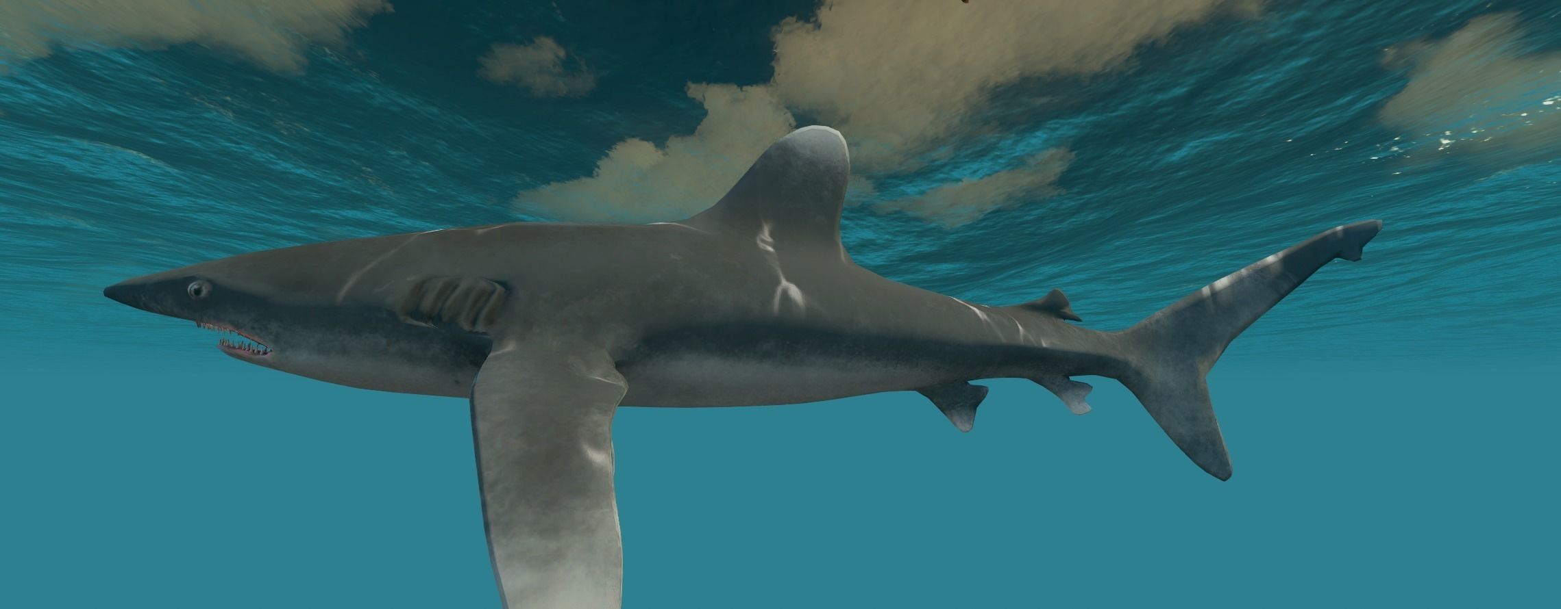 Oceanic White tip Shark Low-poly 3D model_3