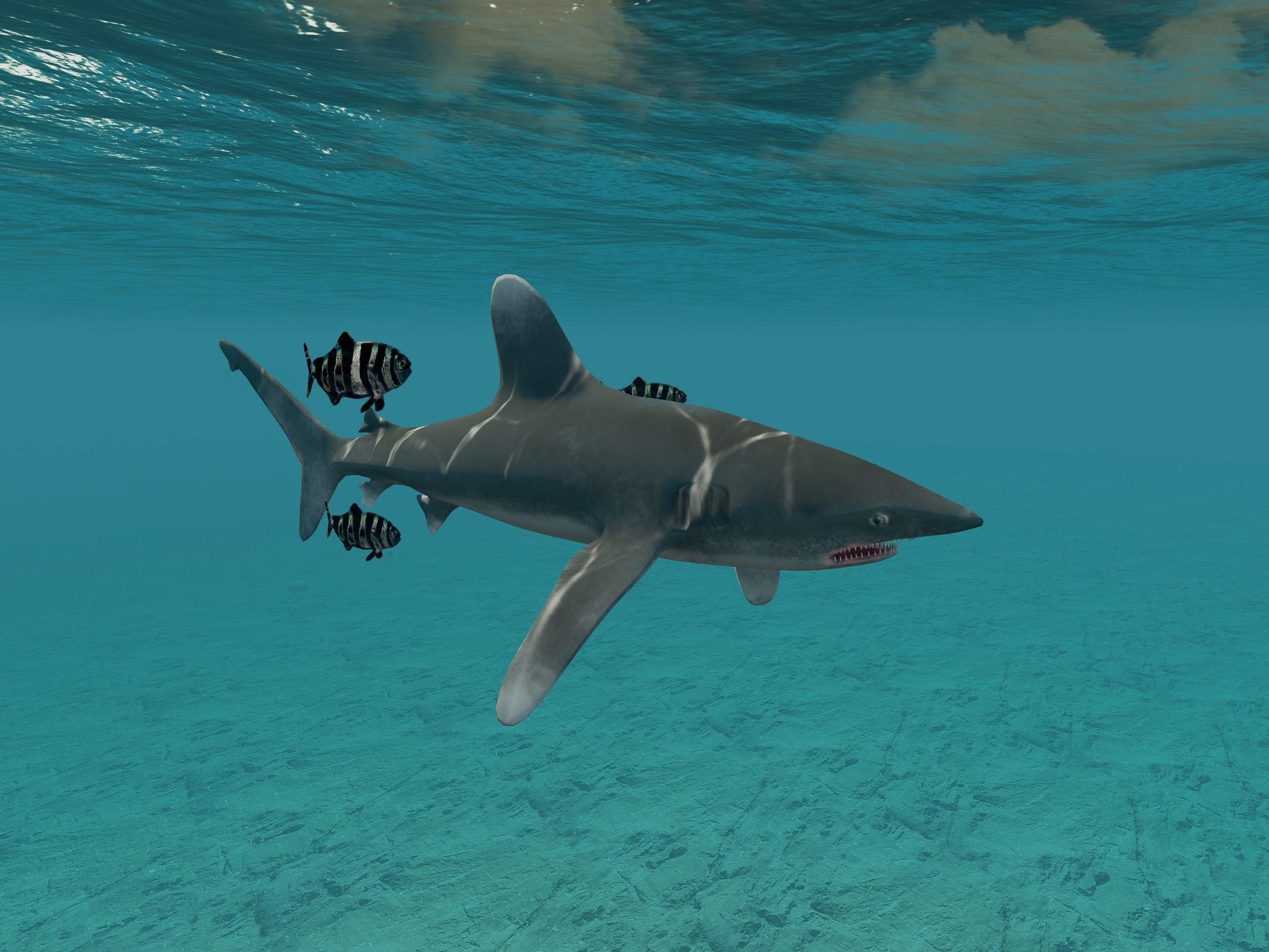 Oceanic White tip Shark Low-poly 3D model_1