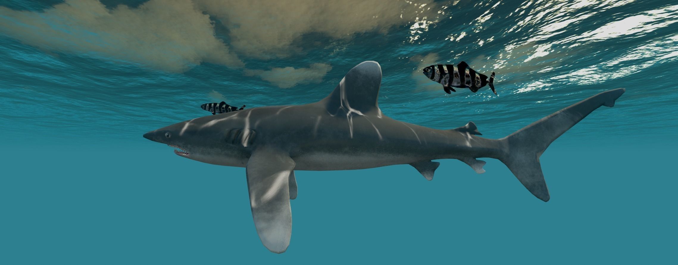 Oceanic White tip Shark Low-poly 3D model_0