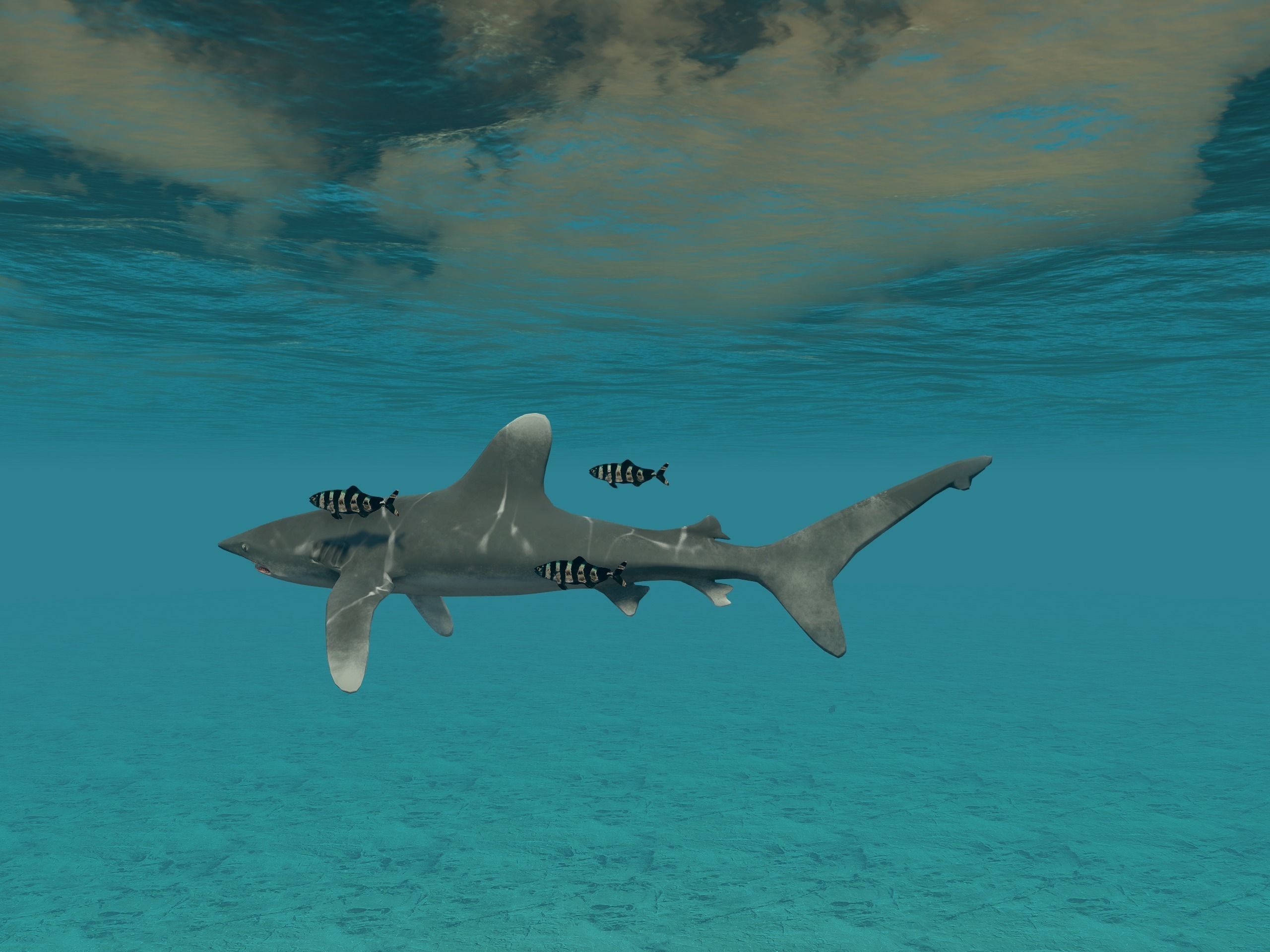 Oceanic White tip Shark Low-poly 3D model_2