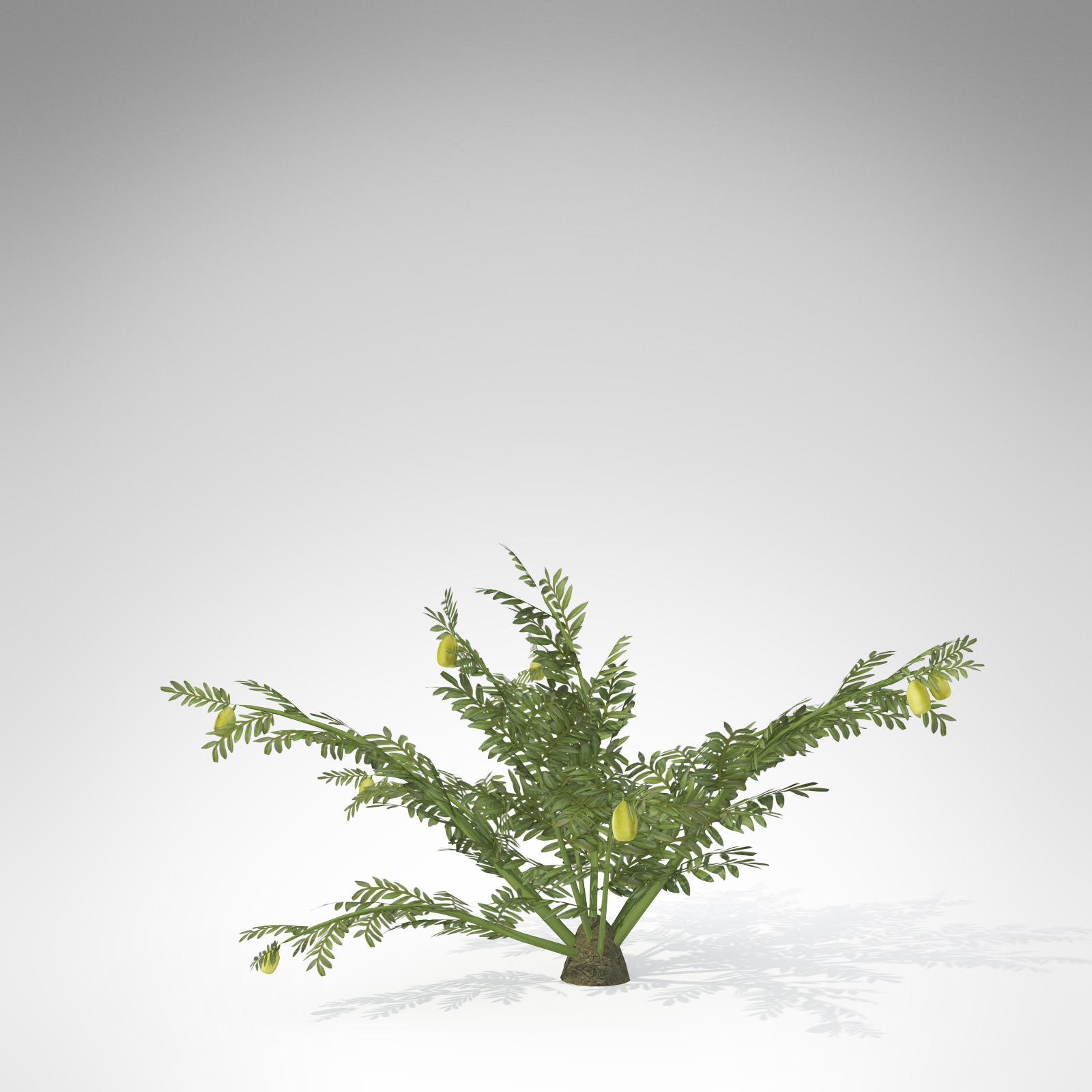 XfrogPlants Alethopteris 3D model_1