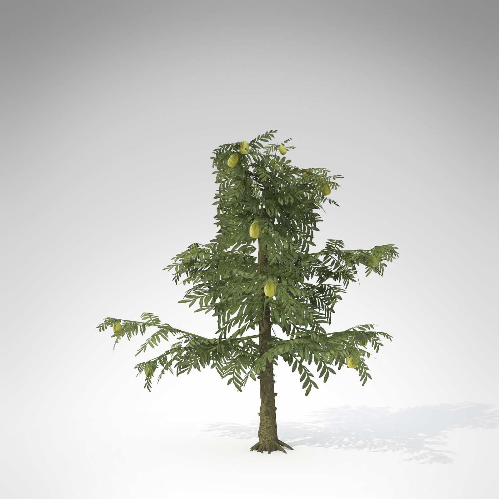 XfrogPlants Alethopteris 3D model_2