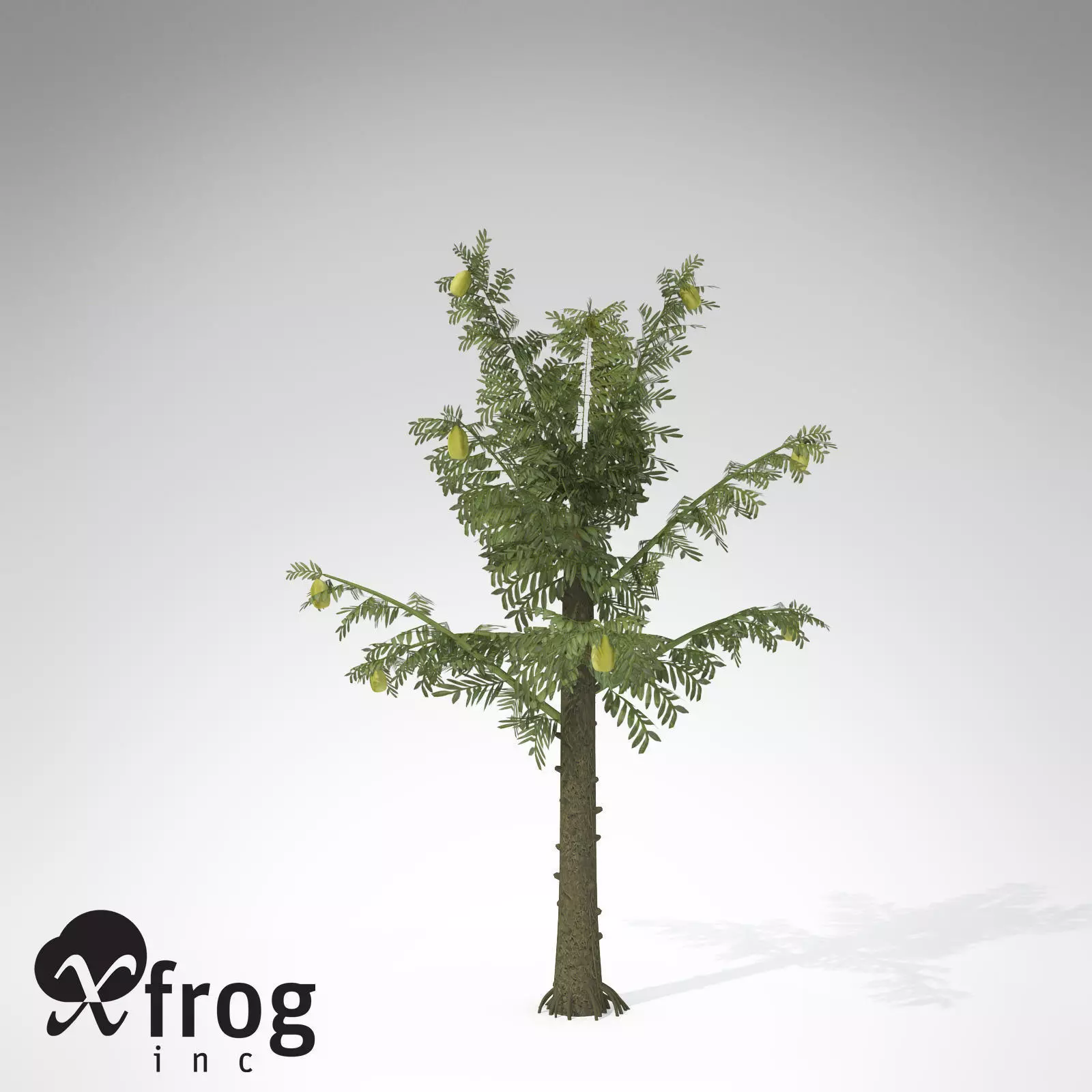 XfrogPlants Alethopteris 3D model_0