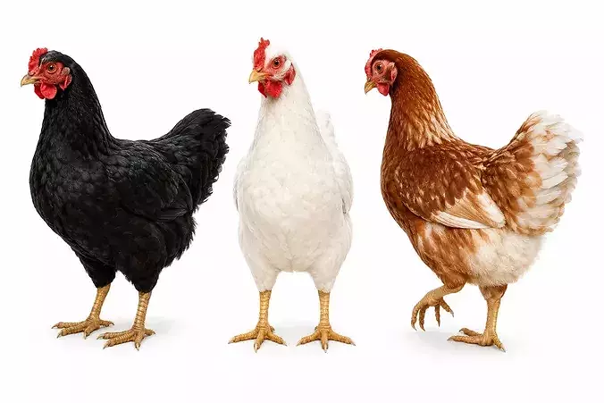 Chicken rigged animated 