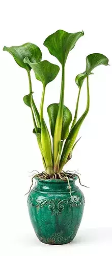 Water Hyacinth Plant Pot 3D Model