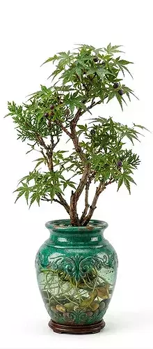 Japanese Maple Bonsai 3D Model