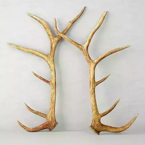 Monumental Unmounted Elk Antlers 3D model