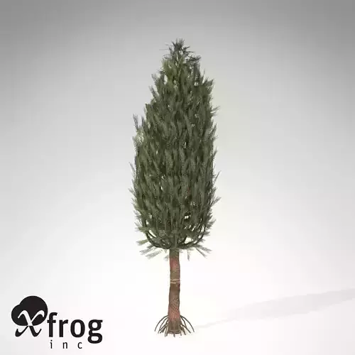 XfrogPlants Asterophyllites