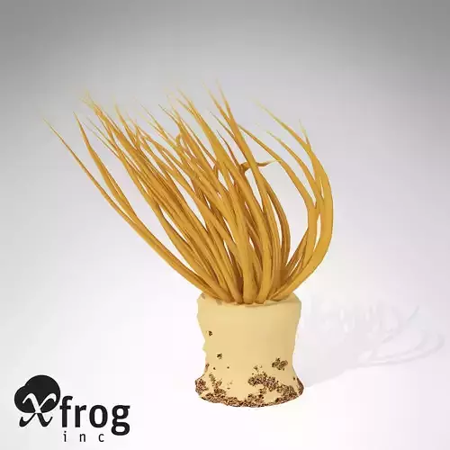 XfrogPlants Tube Anemone