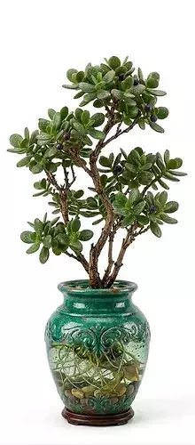 Jade Plant Bonsai 3D Model