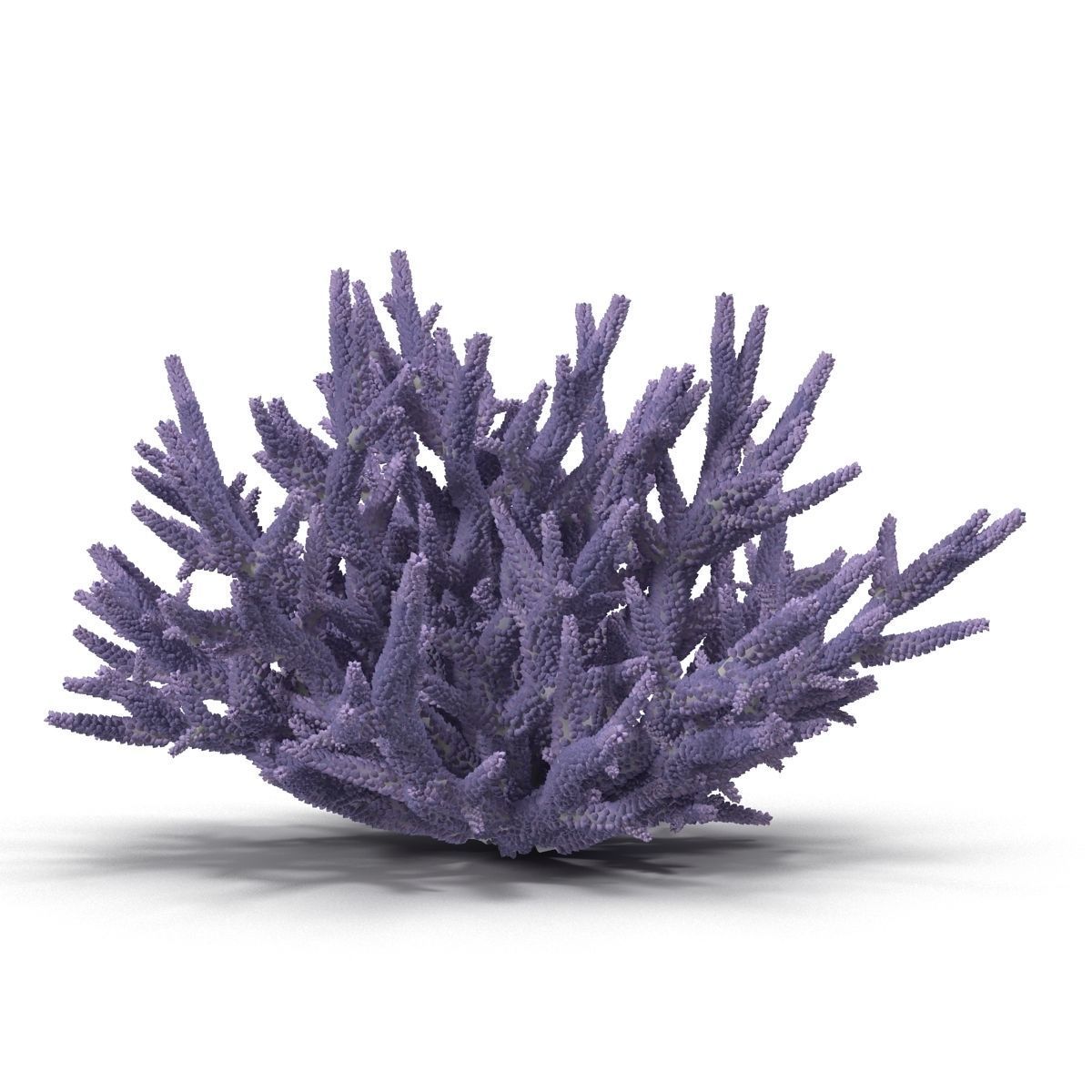 Acropora formosa 3D model_9