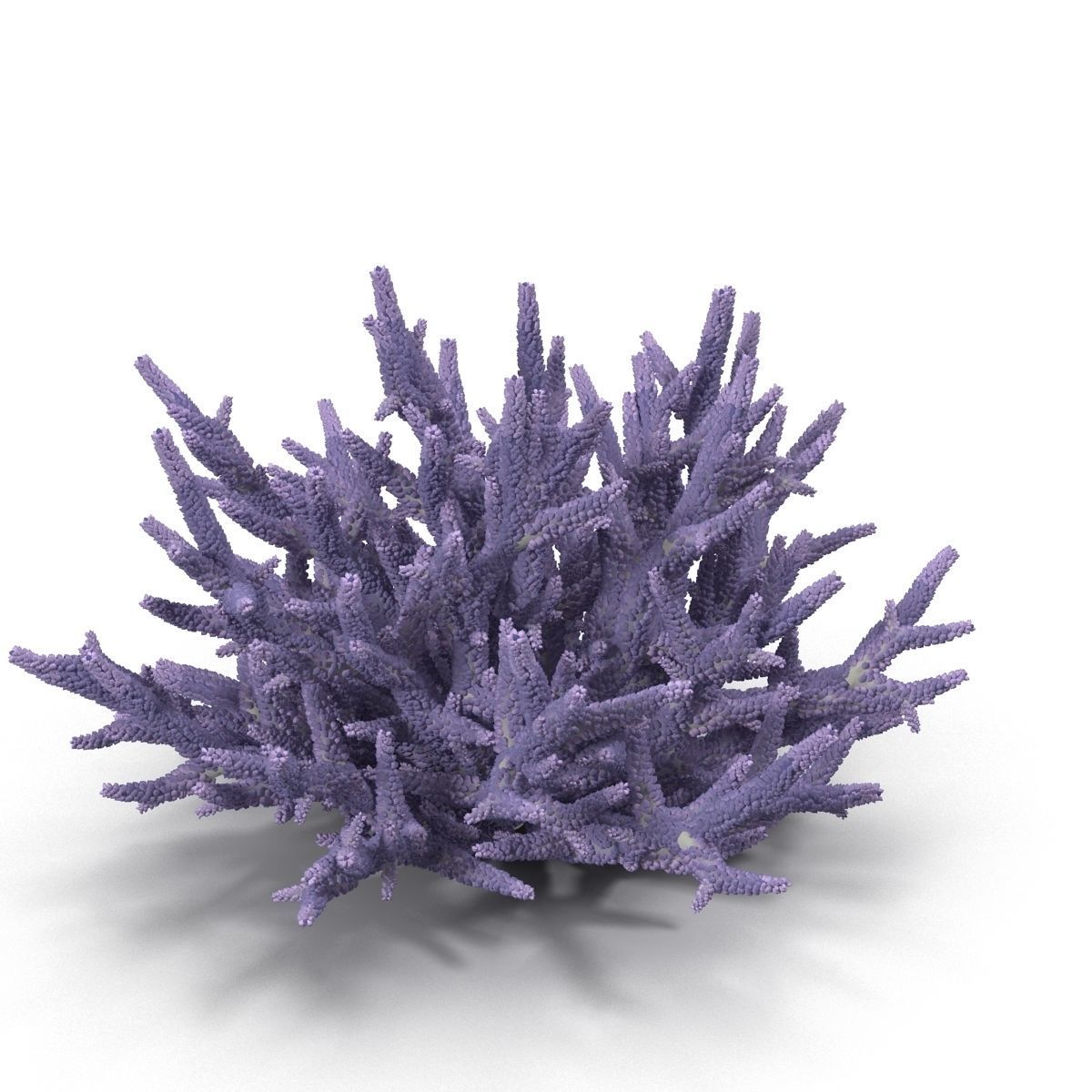 Acropora formosa 3D model_5