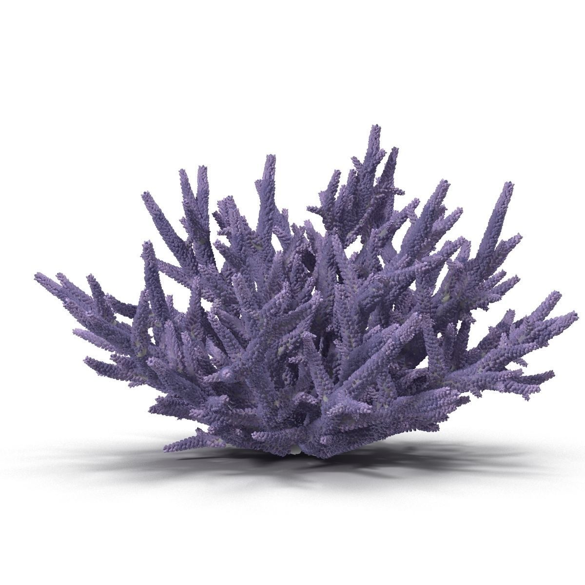 Acropora formosa 3D model_6