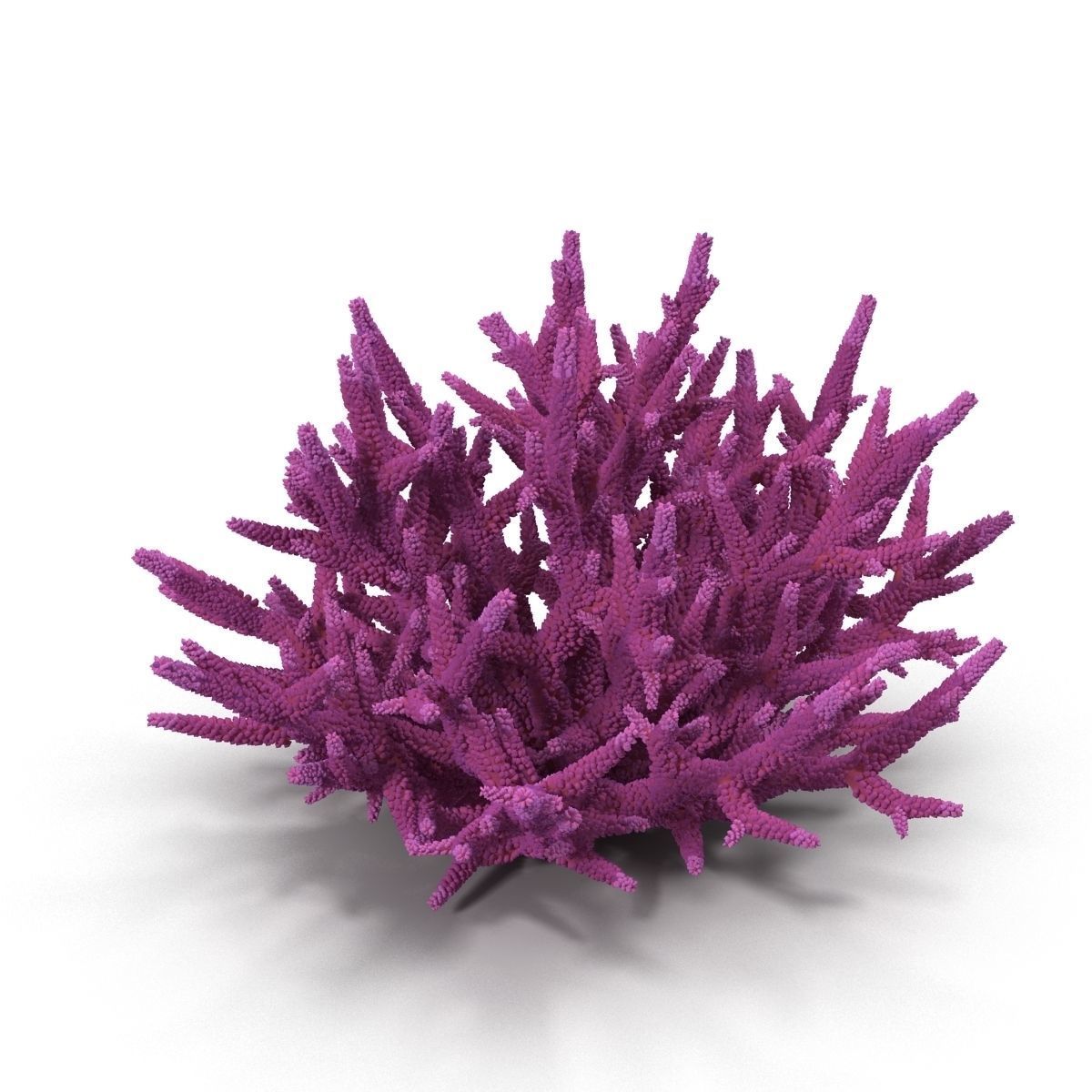 Acropora formosa 3D model_2