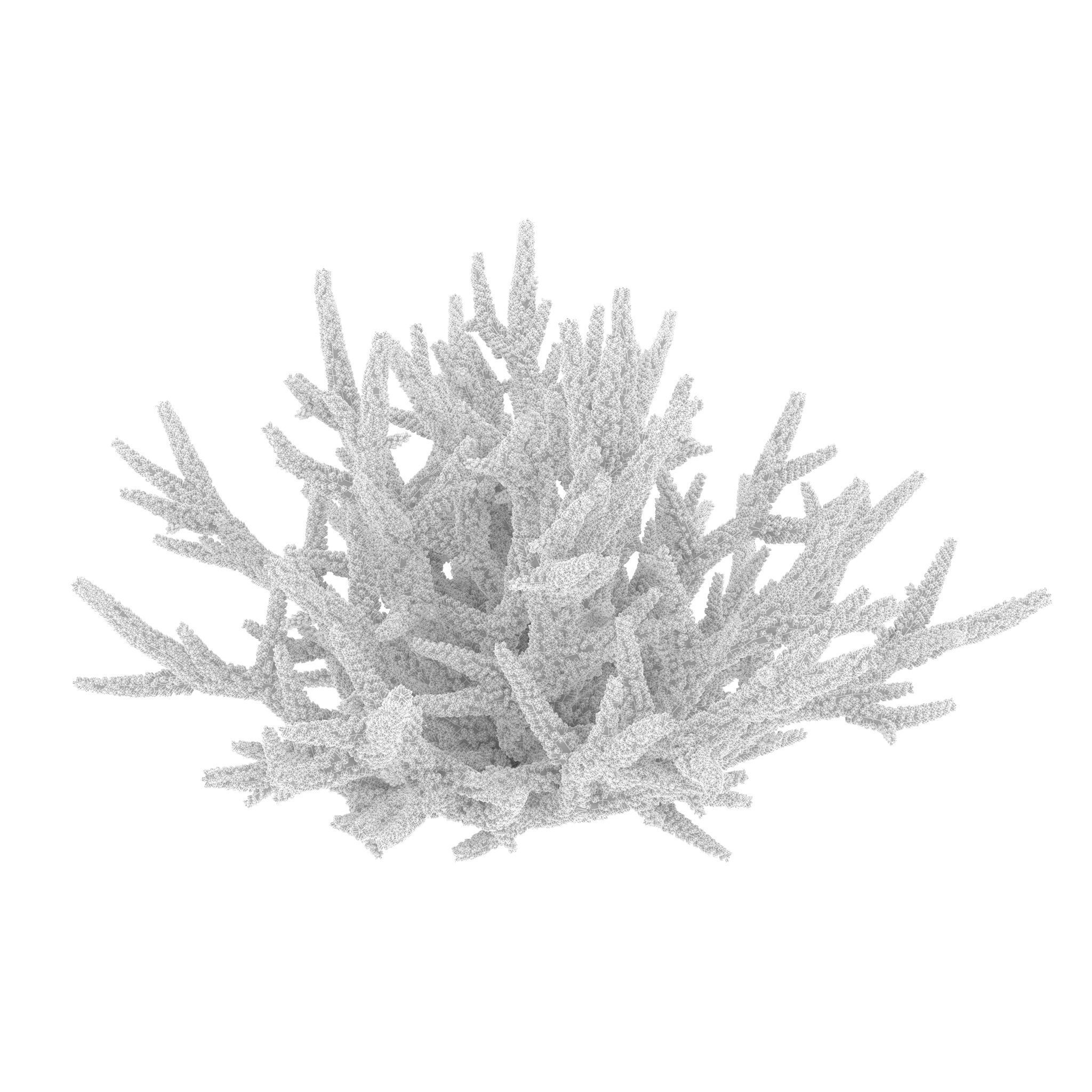 Acropora formosa 3D model_16