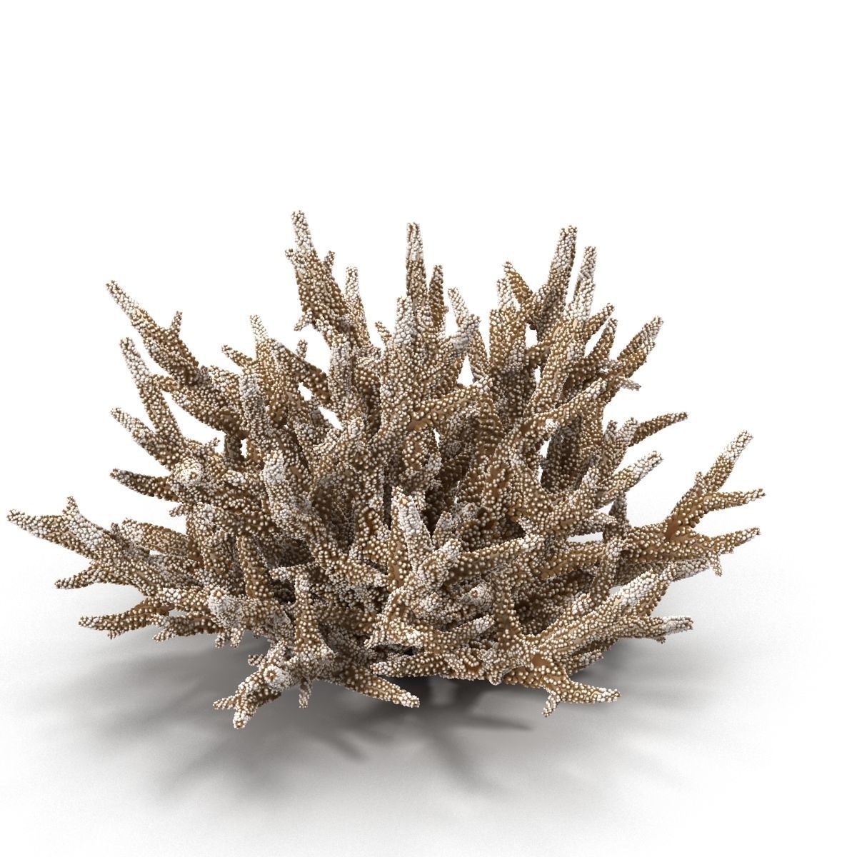 Acropora formosa 3D model_3