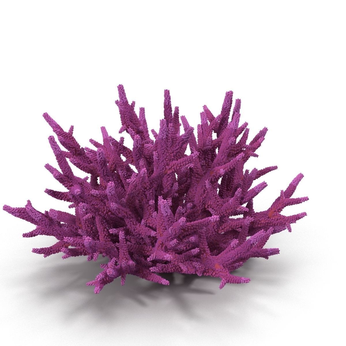 Acropora formosa 3D model_13
