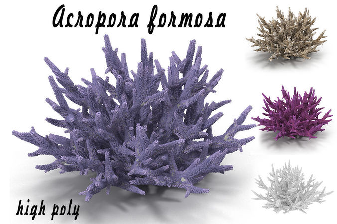 Acropora formosa 3D model
