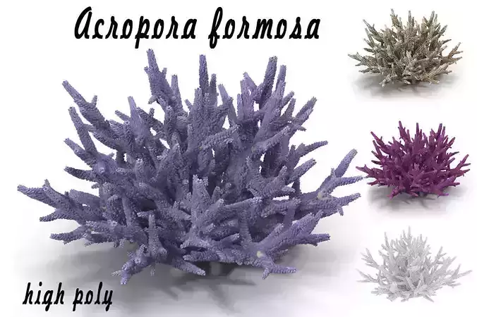 Acropora formosa 3D model
